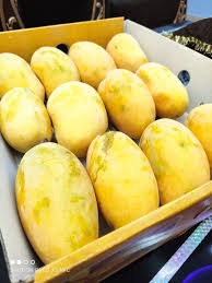 Chaunsa Mango Cub